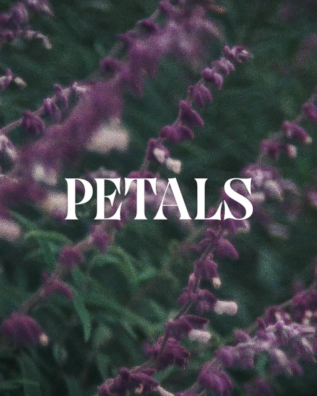 VANS SKATEBOARDING PRESENTS “PETALS” | ヴァンズジャパン公式